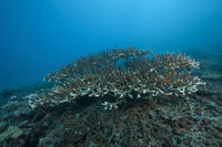 Stony Corals (Acropora acuminata) poster print from Beqa Lagoon, Fiji.