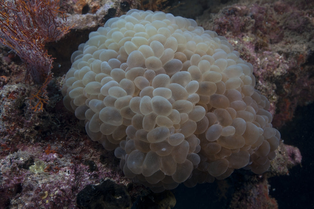 Wandering Sea Anemone Poster Print from Beqa Lagoon, Fiji