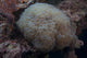 Wandering Sea Anemone Poster Print from Beqa Lagoon, Fiji