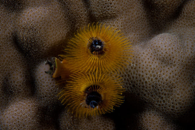 Close-up of a Yellow Christmas Tree Worm Poster Print showcasing intricate details and vibrant colors.
