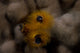 Close-up of a Yellow Christmas Tree Worm Poster Print showcasing intricate details and vibrant colors.