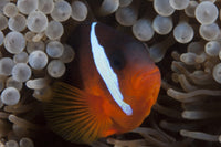 Tomato Clownfish in its host anemone poster print.