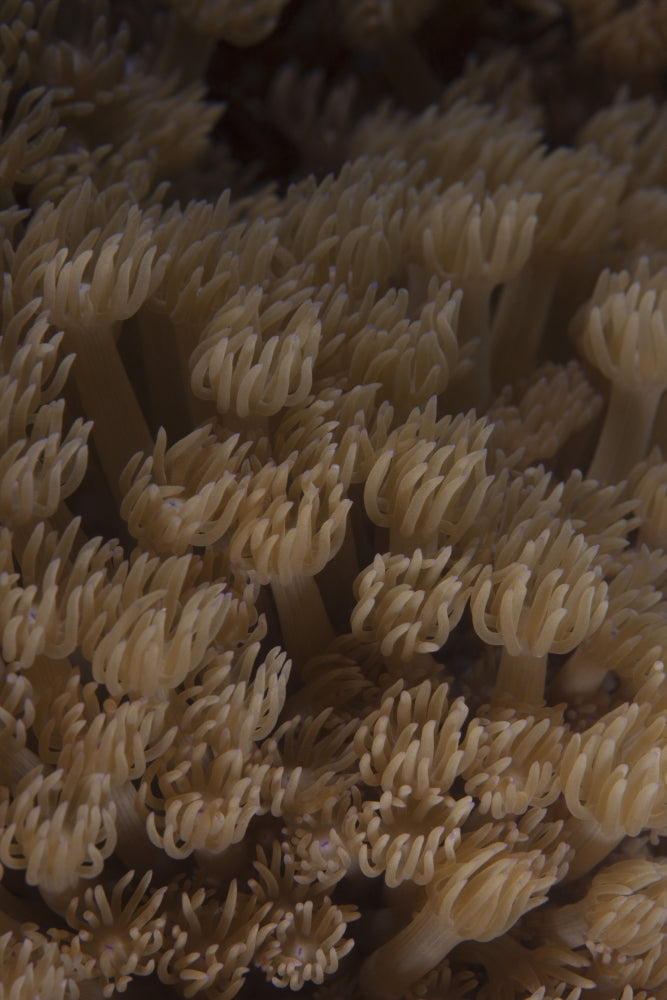 Coral polyps feeding in Beqa Lagoon, Fiji - poster print