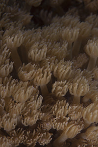 Coral polyps feeding in Beqa Lagoon, Fiji - poster print
