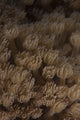 Coral polyps feeding in Beqa Lagoon, Fiji - poster print