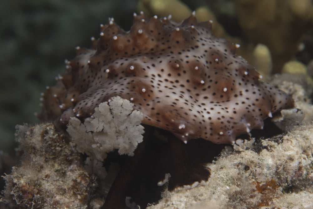 Sea cucumber (Bohadschia graeffei) feeding on algae in Beqa Lagoon, Fiji