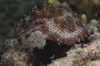 Sea cucumber (Bohadschia graeffei) feeding on algae in Beqa Lagoon, Fiji