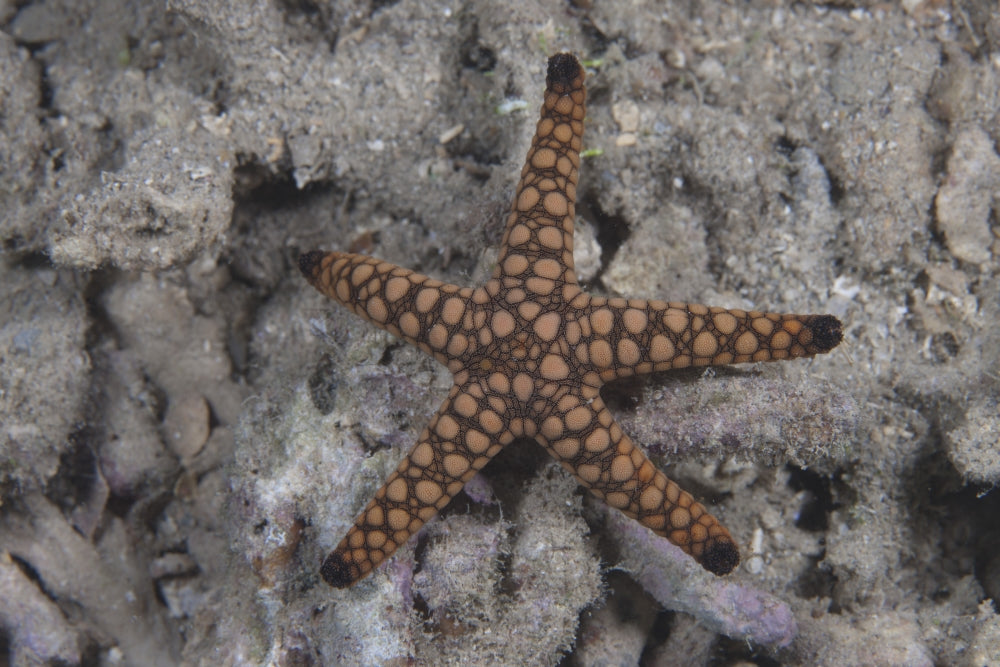 Close-up of a sea star from Beqa Lagoon, Fiji poster print.