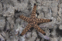 Close-up of a sea star from Beqa Lagoon, Fiji poster print.