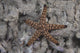 Close-up of a sea star from Beqa Lagoon, Fiji poster print.