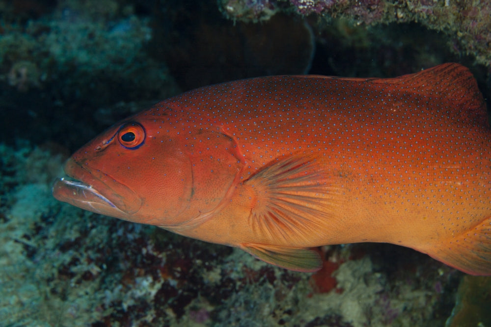 Spotted Grouper Poster Print featuring vibrant marine life from Beqa Lagoon, Fiji.