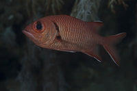 Beqa Lagoon Soldierfish Poster Print showcasing vibrant underwater colors.