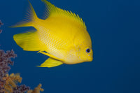 Golden Damselfish side view poster print from Fiji