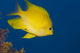 Golden Damselfish side view poster print from Fiji