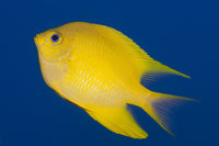 Golden Damselfish Poster Print - Side View, vibrant marine art