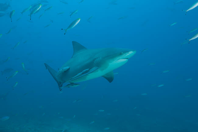Bull shark swimming at The Bistro dive site in Fiji - poster print