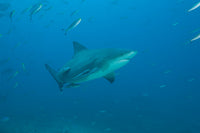 Bull shark swimming at The Bistro dive site in Fiji - poster print