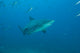 Bull shark swimming at The Bistro dive site in Fiji - poster print