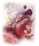 Surrounding Tissue Inflammation Poster Print by Stocktrek Images