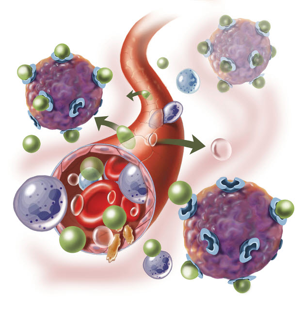 Components of Blood Vessel Interaction Poster Print showing blood vessels and intracellular fluid.