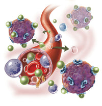 Components of Blood Vessel Interaction Poster Print showing blood vessels and intracellular fluid.