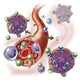 Components of Blood Vessel Interaction Poster Print showing blood vessels and intracellular fluid.