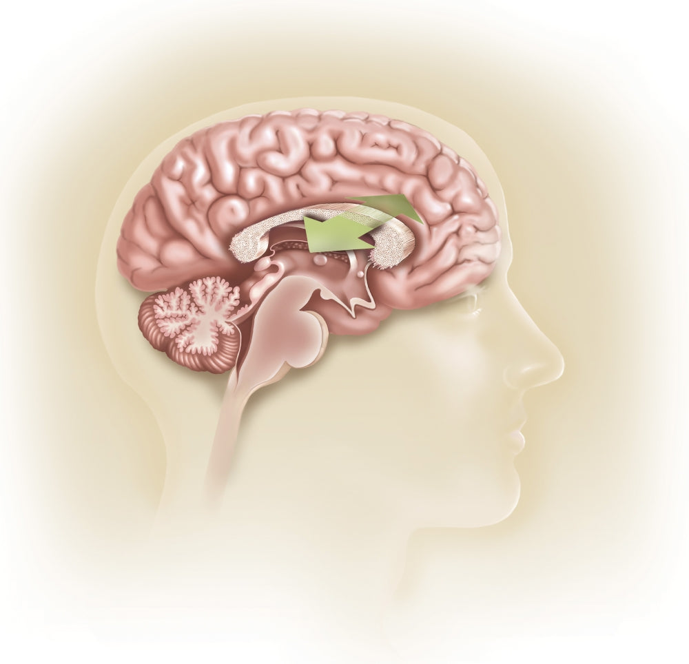 Sagittal view of human brain poster print highlighting the corpus callosum.