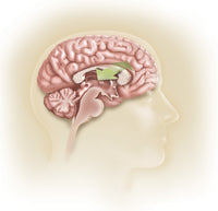 Sagittal view of human brain poster print highlighting the corpus callosum.