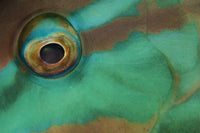 Close-Up View of Parrotfish Eye Poster Print showcasing vibrant underwater details.