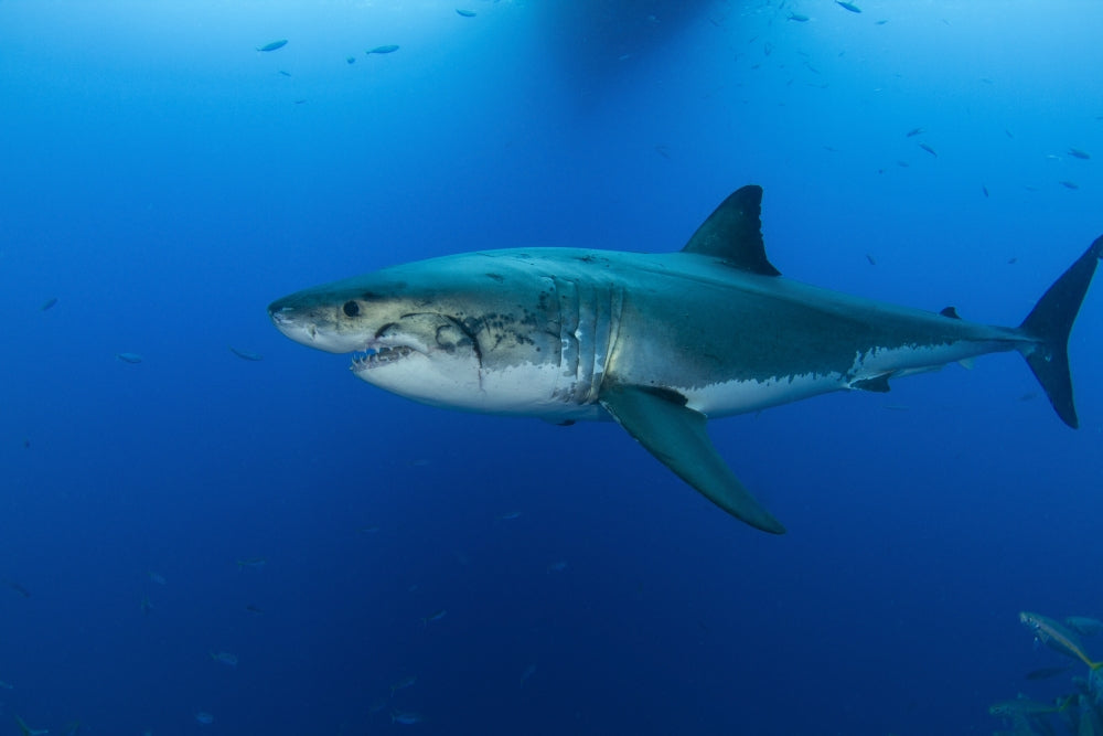 Male great white shark poster print from Guadalupe Island, Mexico.