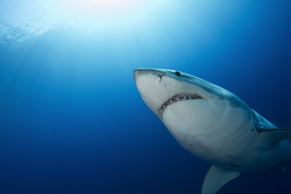Male Great White Shark Poster Print from Guadalupe Island, Mexico