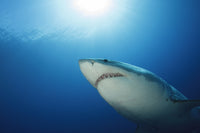 Male great white shark poster print from Guadalupe Island, Mexico