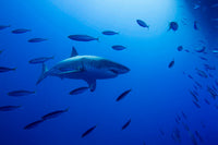Male Great White Shark and Bait Fish Poster Print featuring ocean life.