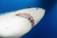 Male Great White Shark showing teeth poster print from Guadalupe Island, Mexico.