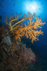 Yellow Sea Fan in Raja Ampat, Indonesia poster print showcasing marine life.