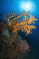 Yellow Sea Fan in Raja Ampat, Indonesia poster print showcasing marine life.