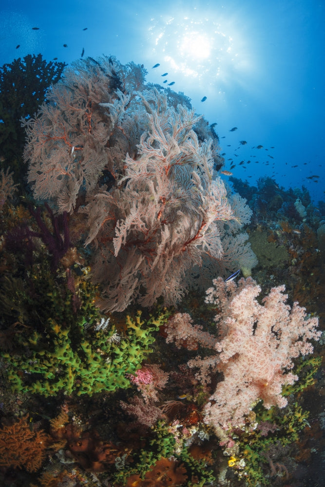 Sea Fan on Soft Coral in Raja Ampat, Indonesia Poster Print showcasing vibrant marine life.