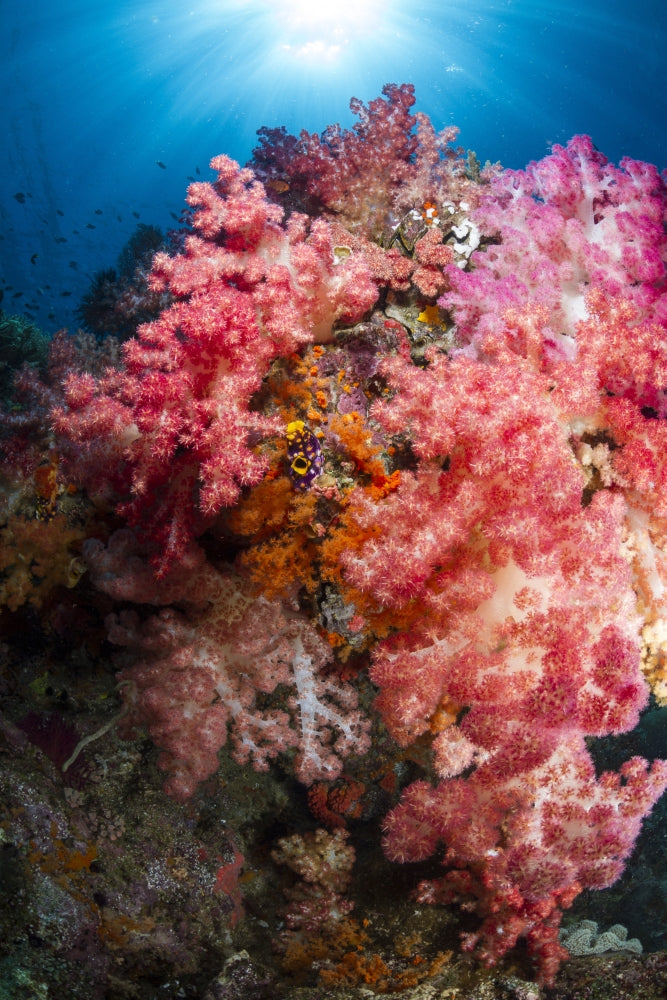 Soft Coral in Raja Ampat, Indonesia Poster Print showcasing vibrant underwater colors.