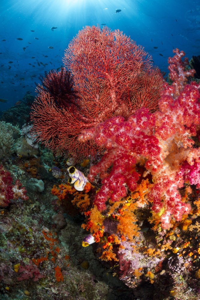 Red sea fan and soft coral underwater art print from Raja Ampat, Indonesia.