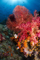 Red sea fan and soft coral underwater art print from Raja Ampat, Indonesia.