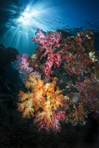 Soft Coral and Sunburst in Raja Ampat Indonesia Poster Print