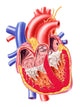 Anatomy of Human Heart Cross Section Poster Print by Leonello Calvetti