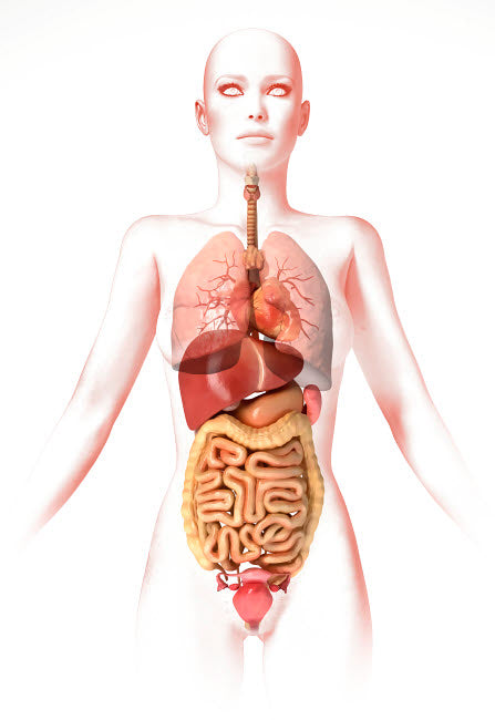 Anatomy of the female body poster print featuring internal organs by Leonello Calvetti