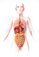 Anatomy of the female body poster print featuring internal organs by Leonello Calvetti