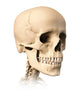 Anatomy of Human Skull Side View Poster Print by Leonello Calvetti