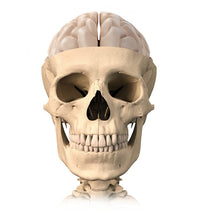 Anatomy of Human Skull Cutaway View Poster Print by Leonello Calvetti