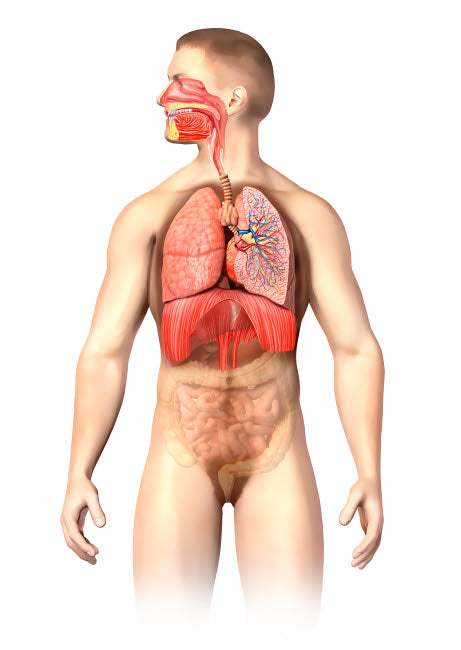 Anatomy of Male Respiratory System Poster Print by Leonello Calvetti
