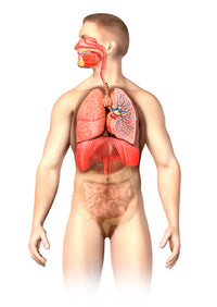 Anatomy of Male Respiratory System Poster Print by Leonello Calvetti