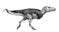 Zhuchengtyrannus magnus black ink drawing poster print.