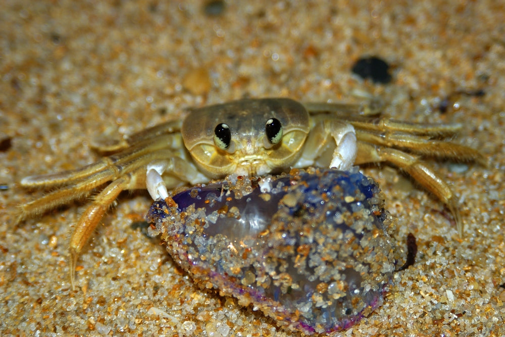Crab Preying on a Dead Portuguese Man-of-War Poster Print by VWPics/Stocktrek Images